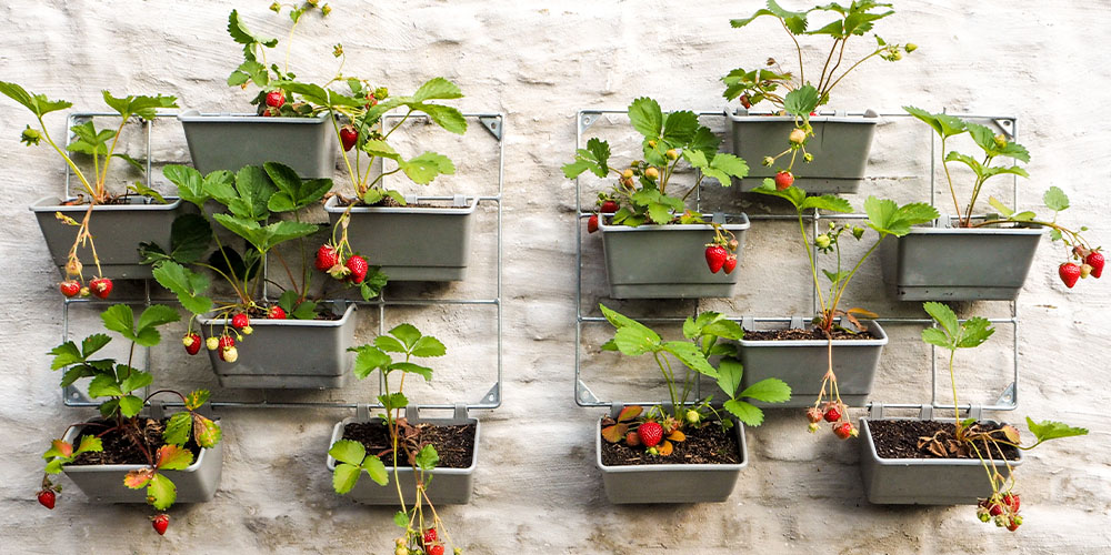 Growing strawberries in raised beds – A complete guide