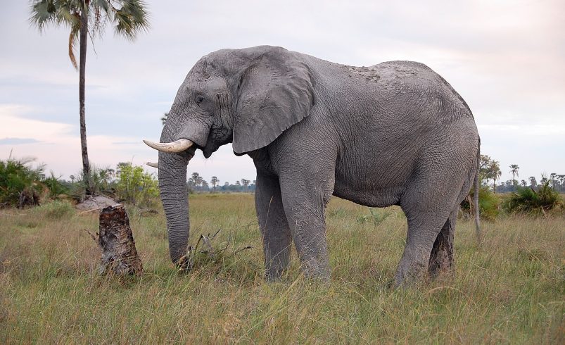 Methods for Photographing Botswana’s Awesome Elephants