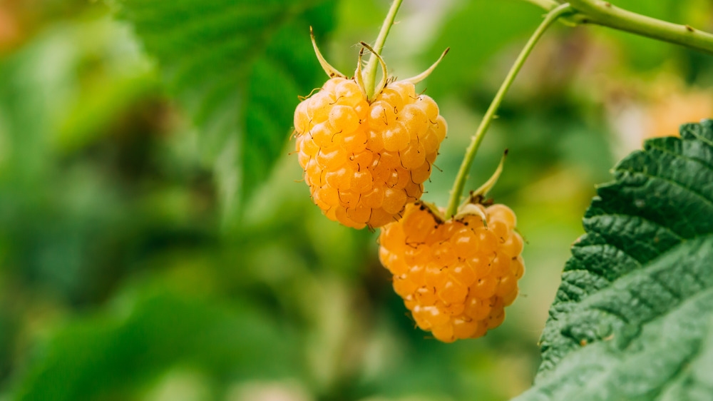 Yellow raspberries How to grow these golden gems in a home garden